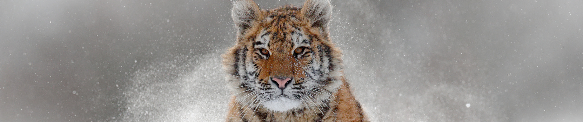 Tigre de Sibérie en hiver