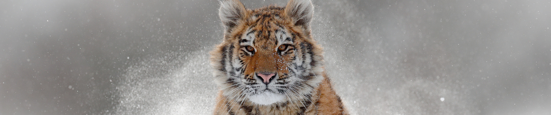 Tigre de Sibérie en hiver