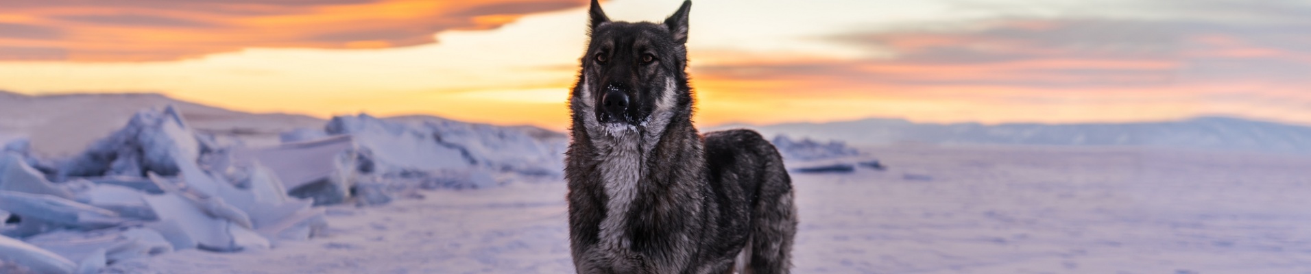 Loup de Sibérie, Russie