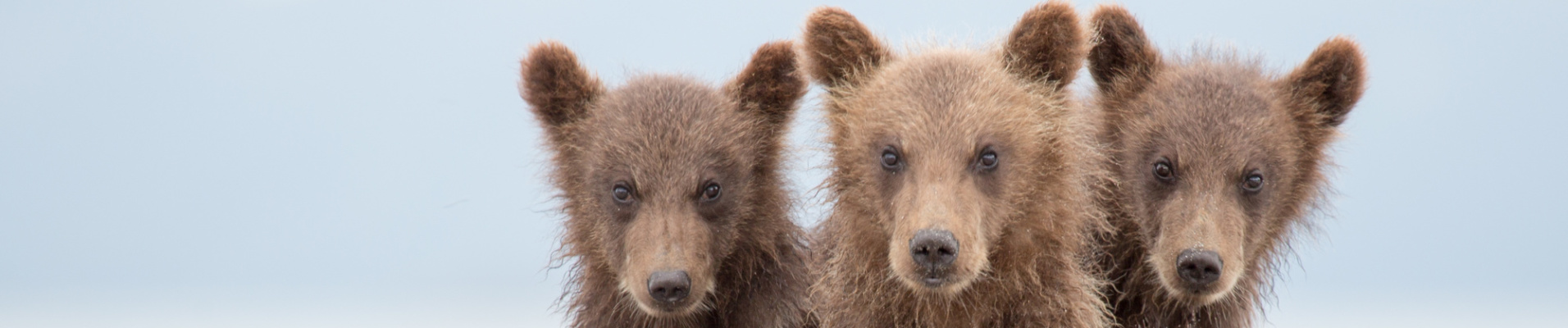 Oursons au Kamtchatka, Russie