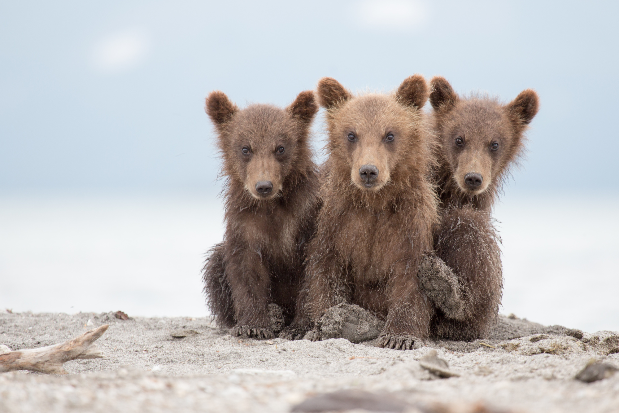 Oursons au Kamtchatka, Russie