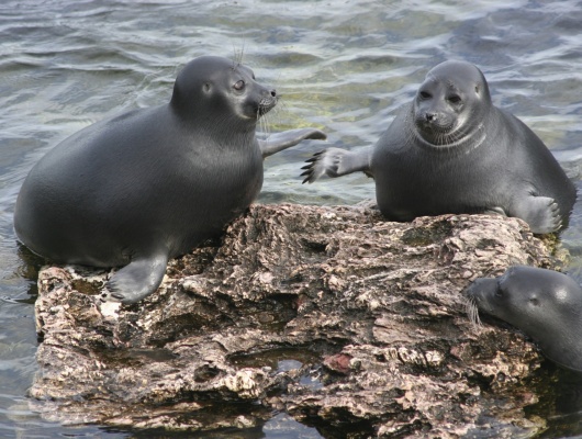 Phoques du lac Baïkal, faune Russie