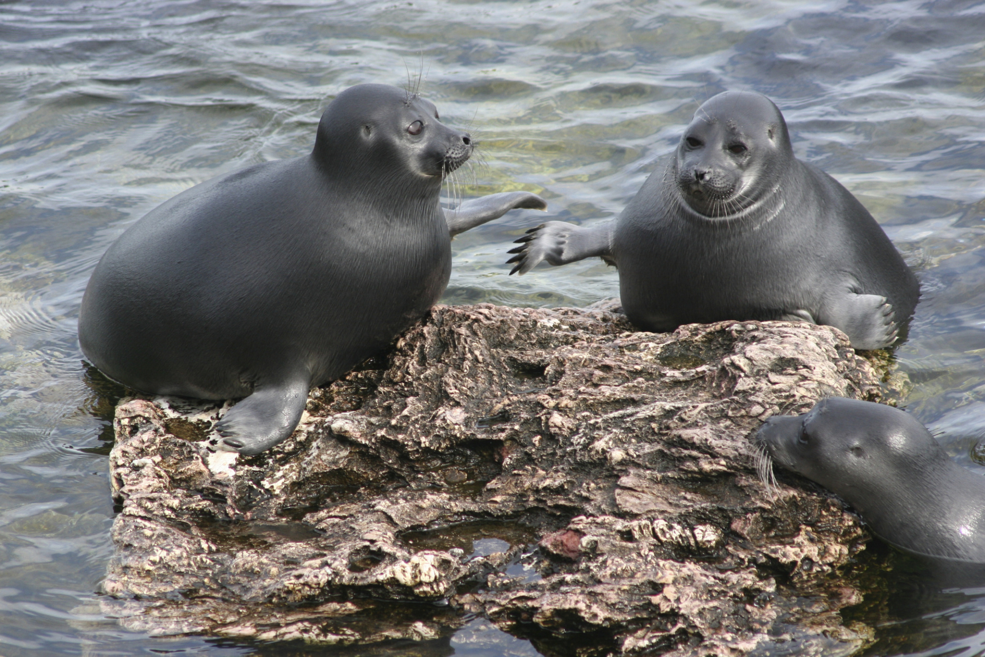 Phoques du lac Baïkal, faune Russie