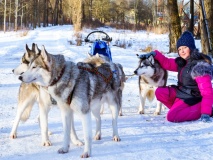 Chiens Huskys